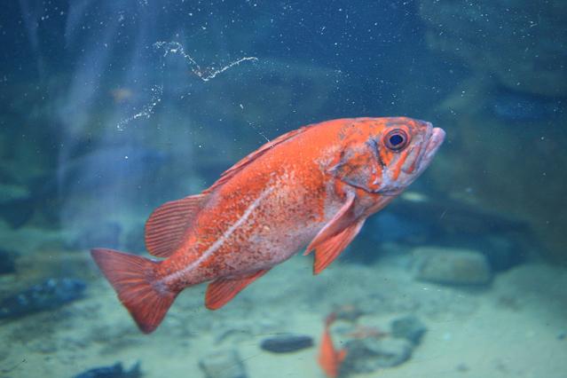 Virginia Aquarium